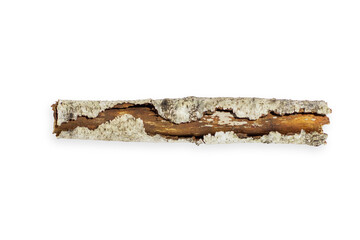 Birch branch of beautiful shape. On an empty background. PNG