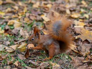 Squirrel Holding a Nut.
