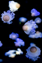 beautiful colorful jellyfish medusa swim underwater in ocean or zoo © goami