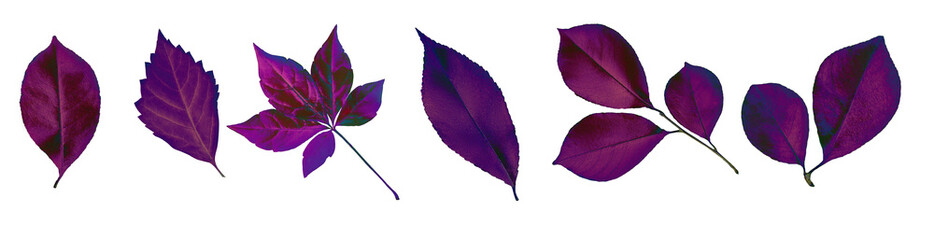 Kit. Abstract. Painted purple colorful leaves from a tree. On an empty background.