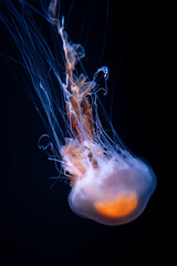 beautiful colorful jellyfish medusa swim underwater in ocean or zoo © goami