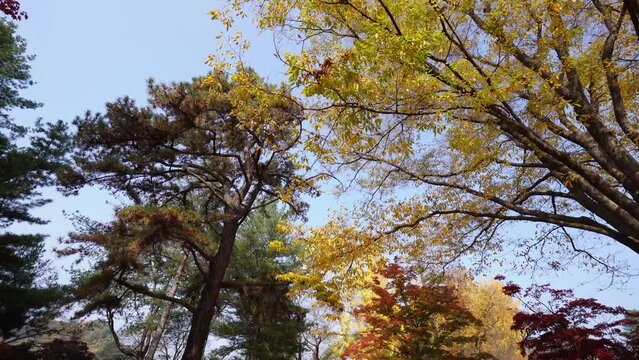 This image showcases the vibrant autumn colors of Nami Island, Korea. The yellow and orange foliage against the clear blue sky highlights the seasonal beauty.