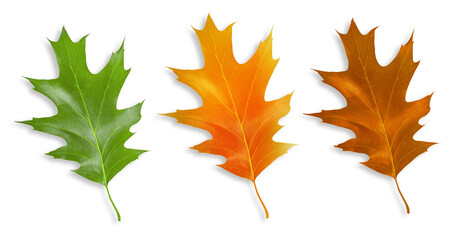 Set of leaves made of wood. On an empty background.