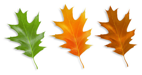 Fototapeta premium Set of leaves made of wood. On an empty background.