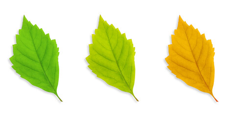 Set of leaves made of wood. On an empty background.