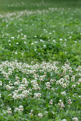 White clover flowers on a green meadow in the summer.