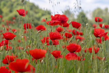 A beautiful meadow of red poppies blooming in summer