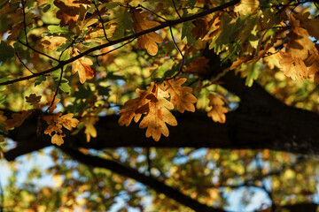 branch of a tree in fall