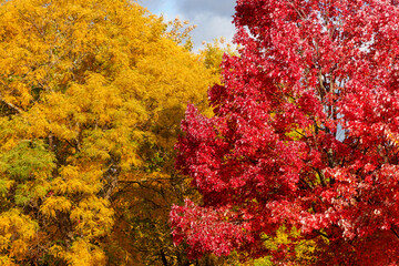 yellow and red trees in autumn