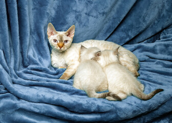 Mom cat feeding two little kittens. British shorthair with blue eyes.
