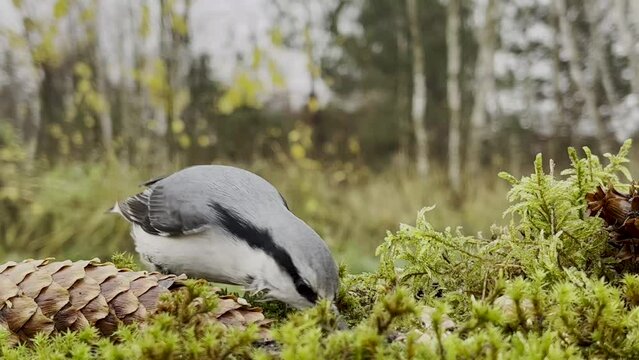 The common nuthatch (Latin Sitta europaea) is a small bird that collects seeds on a forest feeder. Details of the life of wild birds.