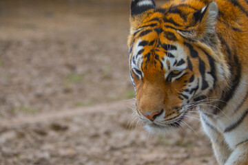 Siberian tiger (Panthera tigris altaica), also known as the Amur tiger.