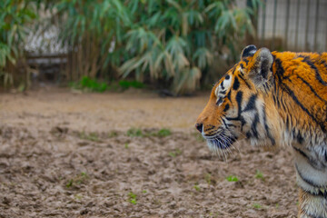 Siberian tiger (Panthera tigris altaica), also known as the Amur tiger.