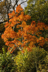 Striking sunlit tree with orange autumn leaves in woodland against a background of green - 677155833