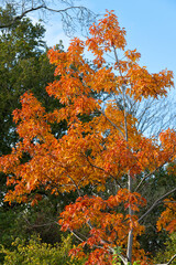 Striking sunlit tree with orange autumn leaves in woodland against a background of green - 677156079