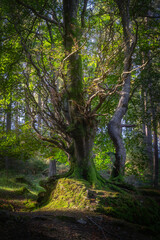 Old, moody forest with beautiful old beech trees illuminated by sunlight. Spring in Glendalough, Wicklow Mountains, Ireland