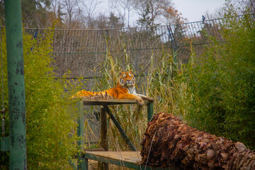 Siberian tiger (Panthera tigris altaica), also known as the Amur tiger.