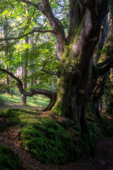Old, moody forest with beautiful old beech trees growing on old mossy stone wall, illuminated by sunlight. Glendalough, Wicklow Mountains, Ireland