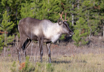 Young endangered woodland caribou at edge of forest