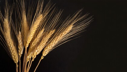 Ears of barley on a black background