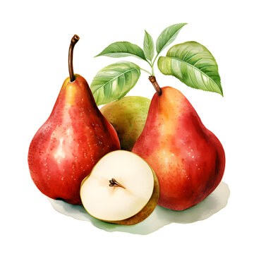 Pear, Fruits, Watercolor illustrations