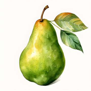 Pear, Fruits, Watercolor illustrations
