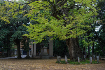 東京赤坂にある氷川神社の秋の風景