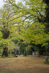 東京赤坂にある氷川神社の秋の風景
