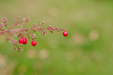 東京赤坂にある東京ミッドタウンの南天の実