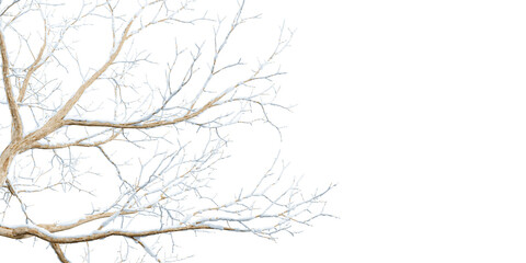 Isolated snow covered branches on white	
