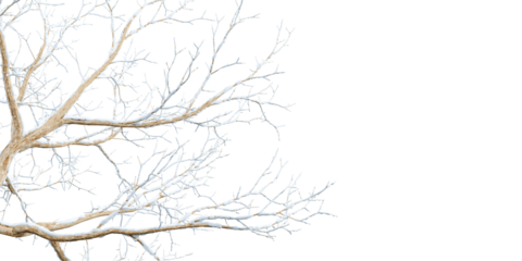 Isolated snow covered branches on white	
