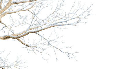 Isolated branches of a snow tree on white background	
