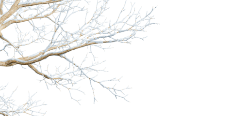 Isolated branches of a snow tree on white background	
