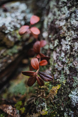 Lingonberry leaves are burgundy in color, autumn foliage, grass grows on moss, pasture in the forest.