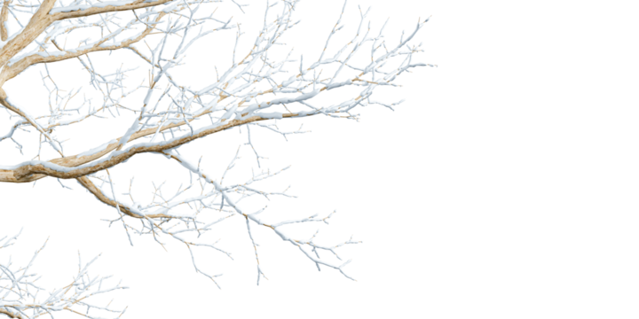 Isolated branches of a snow tree on white background	
