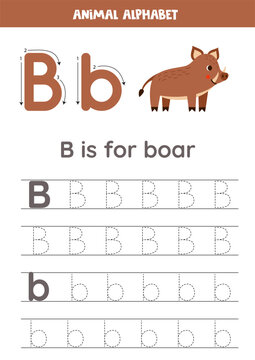 Tracing alphabet letters for kids. Animal alphabet. B is for boar.