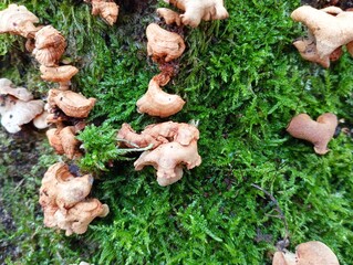 In the forest thick moss, old shriveled poisonous tree mushrooms are parasites of pink color. The...