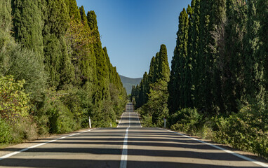Street to Bolgheri, Cypresses - 677161053