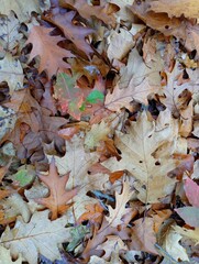 Texture of oak leaves in the forest on the ground. Natural textures found in nature in autumn.