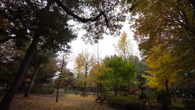 A park on Nami Island in Korea in the fall. The trees are colorful and leaves are falling.