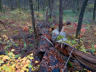 A fallen old tree in the forest on which parasitic mushrooms grow. A thick beech trunk in the middle of the forest.