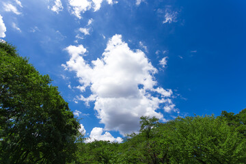 小金井公園　晴天の青空と夏の雲8(2023年夏)	