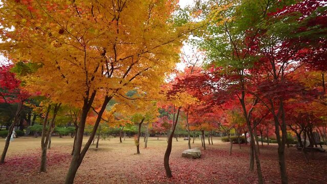 Beautiful scenery with yellow leaves and red leaves and blue sky in autumn at Nami Island, Korea