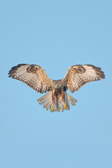 Long Legged Buzzard 