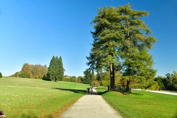 L' allée centrale traversant une pelouse entre certains arbres majestueux au domaine du château de la Hulpe en Brabant Wallon 