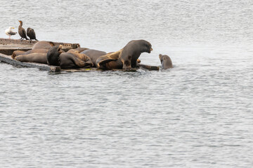 California Sea Lions (Zalophus californianus)on boat docks at Crescent Harbor in Crescent City California USA on an overcast day.