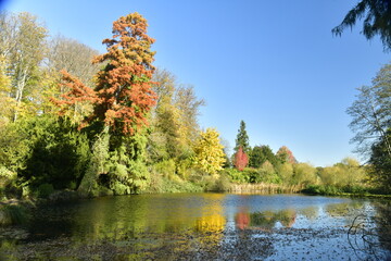 La beauté de l'automne de la végétation sauvage entourant le petit étang au domaine du château de la Hulpe au Brabant Wallon
