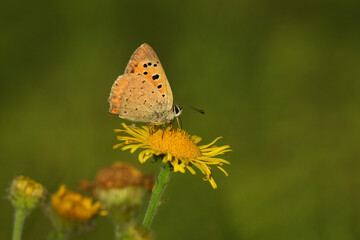 Kleiner Feuerfalter auf Weiden-plant.