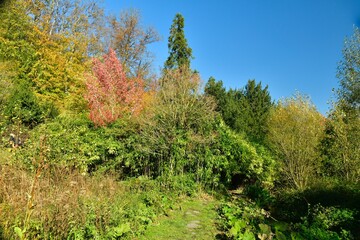 Fototapeta na wymiar La forêt aux multiple couleurs près du petit étang en automne au domaine du château de la Hulpe 