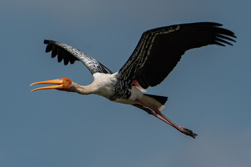 Painted stork flying in